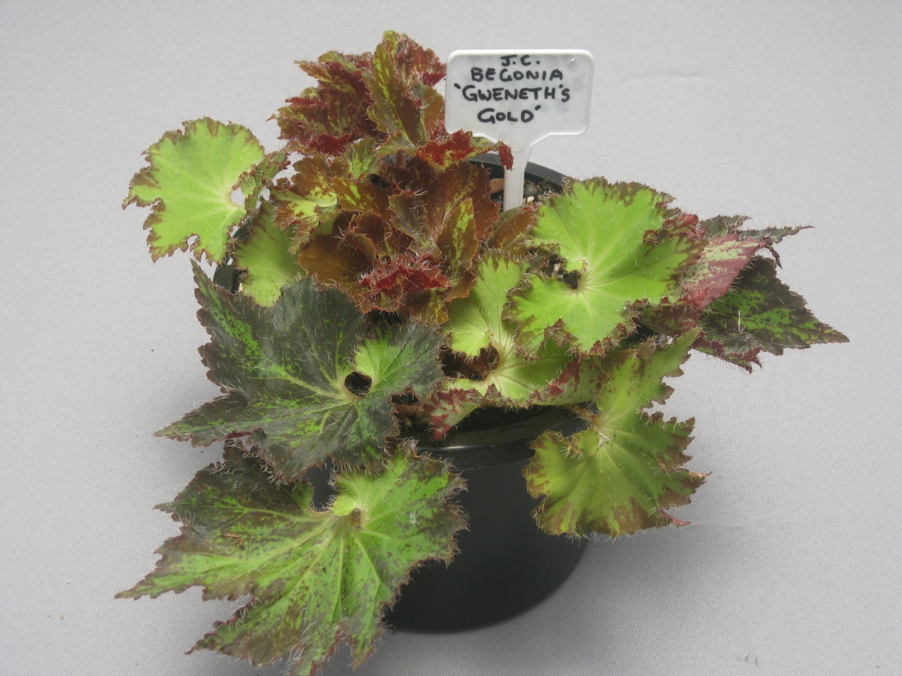 B. ‘Gweneth’s Gold’